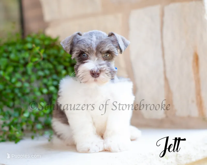 AKC Jett – Miniature Schnauzer puppy for sale in Abbeville, SC