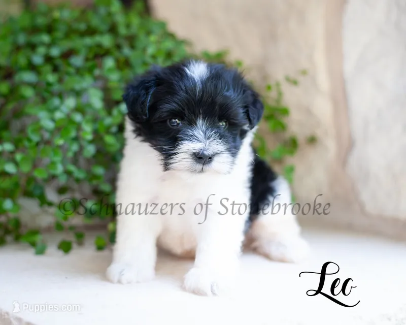 AKC Leo – Miniature Schnauzer puppy for sale in Abbeville, SC