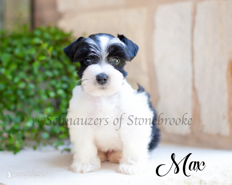 AKC Max – Miniature Schnauzer puppy for sale in Abbeville, SC