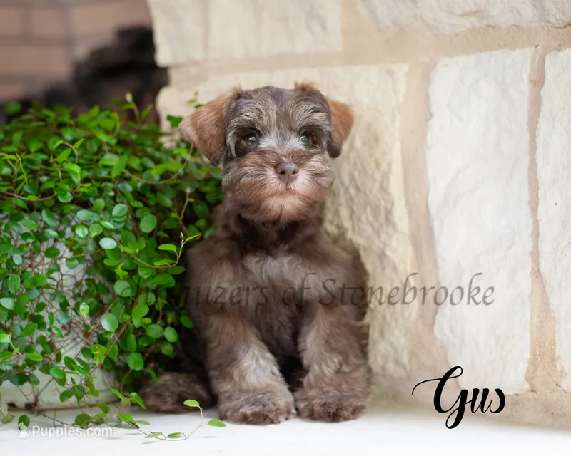 AKC Gus – Miniature Schnauzer puppy for sale in Abbeville, SC