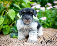 Nash, a male Miniature Schnauzer for sale in Abbeville, SC – 3 of 5