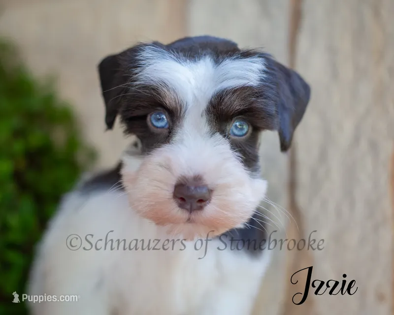 AKC  – Miniature Schnauzer puppy for sale in Abbeville, SC