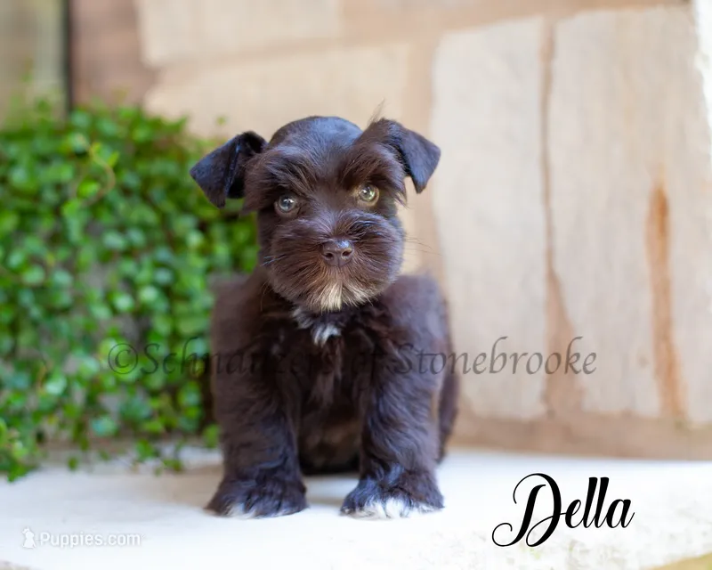 AKC Della – Miniature Schnauzer puppy for sale in Abbeville, SC
