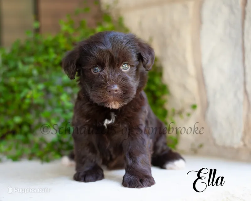 AKC Ela – Miniature Schnauzer puppy for sale in Abbeville, SC
