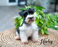AKC Harley, a male Miniature Schnauzer for sale in Abbeville, SC – 2 of 6
