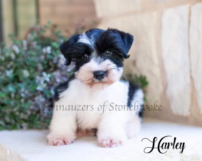 AKC Harley – Miniature Schnauzer puppy for sale in Abbeville, SC