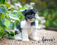 Aurora, a female Miniature Schnauzer for sale in Abbeville, SC – 3 of 4