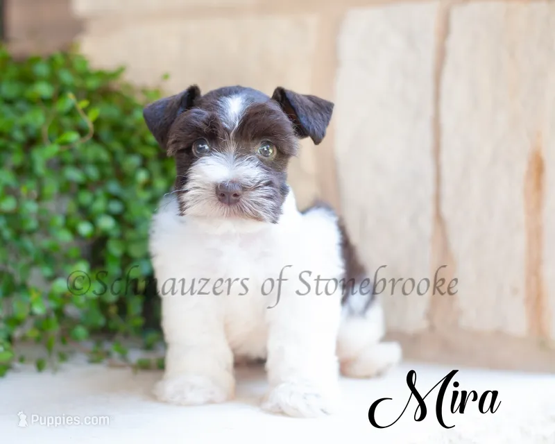 AKC Mira – Miniature Schnauzer puppy for sale in Abbeville, SC
