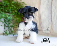AKC Teddy, a male Miniature Schnauzer for sale in Abbeville, SC – Photo 2 of 3
