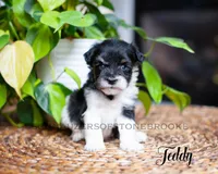 AKC Teddy, a male Miniature Schnauzer for sale in Abbeville, SC – Photo 3 of 3