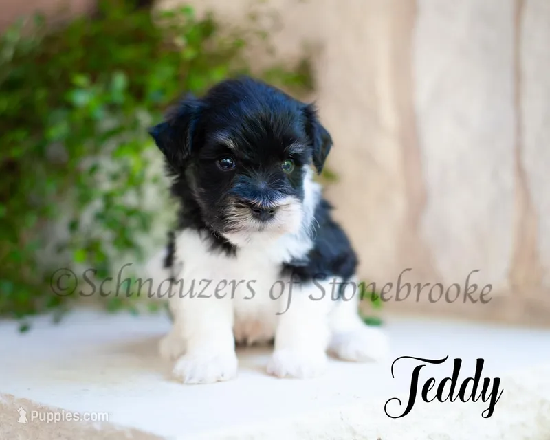 AKC Teddy – Miniature Schnauzer puppy for sale in Abbeville, SC