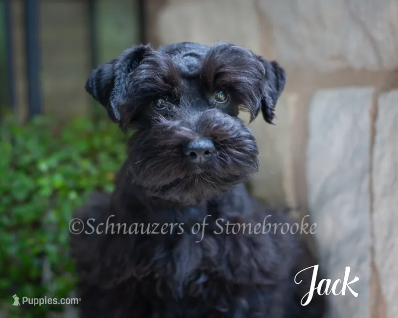 AKC Jack – Miniature Schnauzer puppy for sale in Abbeville, SC