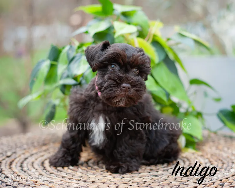 AKC Indigo – Miniature Schnauzer puppy for sale in Abbeville, SC