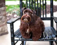 AKC Indigo, a female Miniature Schnauzer for sale in Abbeville, SC – Photo 2 of 2
