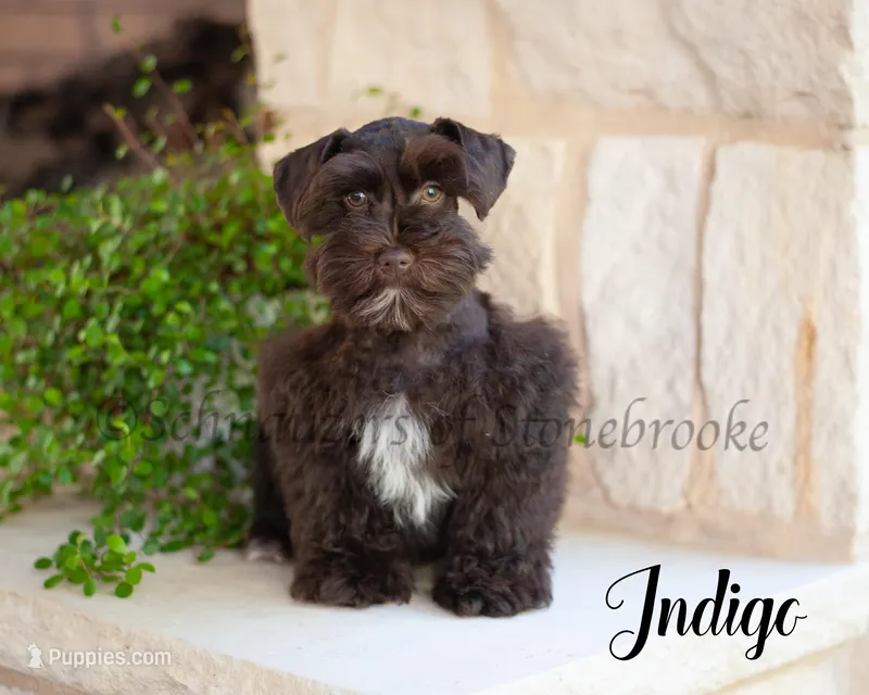 AKC Indigo – Miniature Schnauzer puppy for sale in Abbeville, SC