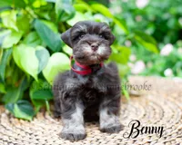 Benny, a female Miniature Schnauzer for sale in Abbeville, SC – 2 of 2