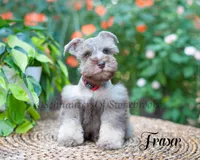 Fraser, a male Miniature Schnauzer for sale in Abbeville, SC – 4 of 9