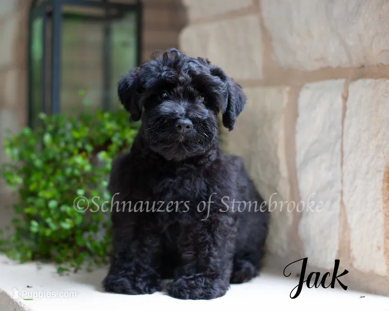 AKC Jack – Miniature Schnauzer puppy for sale in Abbeville, SC