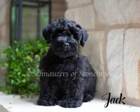 AKC Jack, a male Miniature Schnauzer for sale in Abbeville, SC – 1 of 3