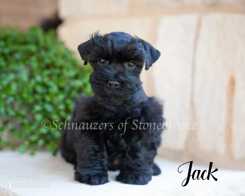 AKC Jack – Miniature Schnauzer puppy for sale in Abbeville, SC
