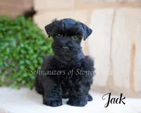 AKC Jack, a male Miniature Schnauzer for sale in Abbeville, SC – 1 of 1
