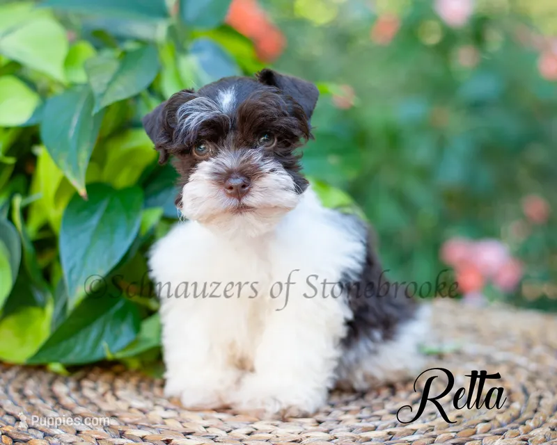 Retta – Miniature Schnauzer puppy for sale in Abbeville, SC