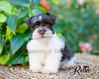 Retta, a female Miniature Schnauzer for sale in Abbeville, SC – 1 of 1