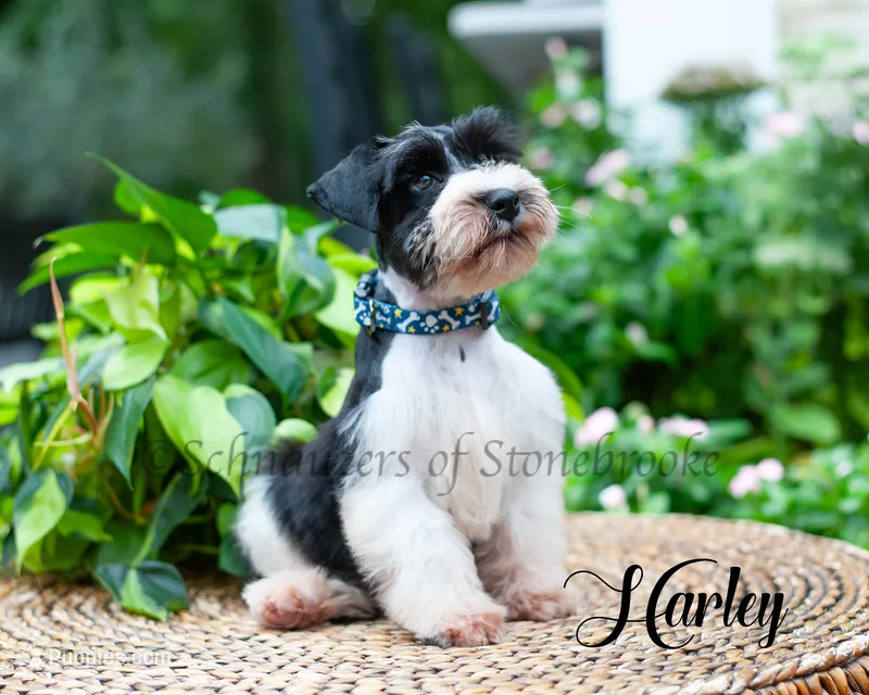 AKC Harley – Miniature Schnauzer puppy for sale in Abbeville, SC