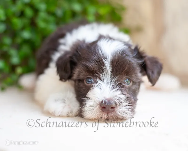 AKC Mira – Miniature Schnauzer puppy for sale in Abbeville, SC