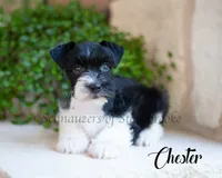 AKC Chester, a male Miniature Schnauzer for sale in Abbeville, SC – 1 of 1