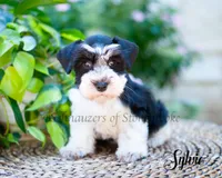 Sylvie, a female Miniature Schnauzer for sale in Abbeville, SC – 2 of 4