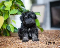 AKC Henry, a male Miniature Schnauzer for sale in Abbeville, SC – Photo 3 of 3
