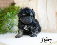 AKC Henry, a male Miniature Schnauzer for sale in Abbeville, SC – Photo 2 of 3
