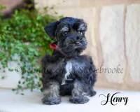 AKC Henry, a male Miniature Schnauzer for sale in Abbeville, SC – Photo 1 of 3