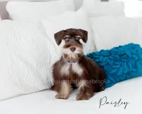 AKC Posey, a female Miniature Schnauzer for sale in Abbeville, SC – Photo 5 of 6