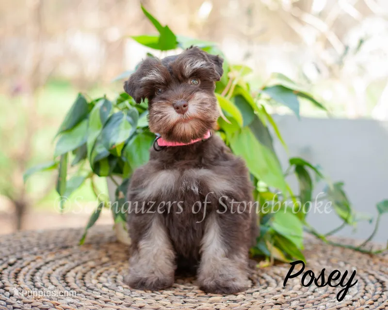 AKC Posey – Miniature Schnauzer puppy for sale in Abbeville, SC
