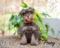 AKC Posey, a female Miniature Schnauzer for sale in Abbeville, SC – Photo 1 of 6