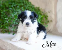 AKC Max, a male Miniature Schnauzer for sale in Abbeville, SC – 1 of 1