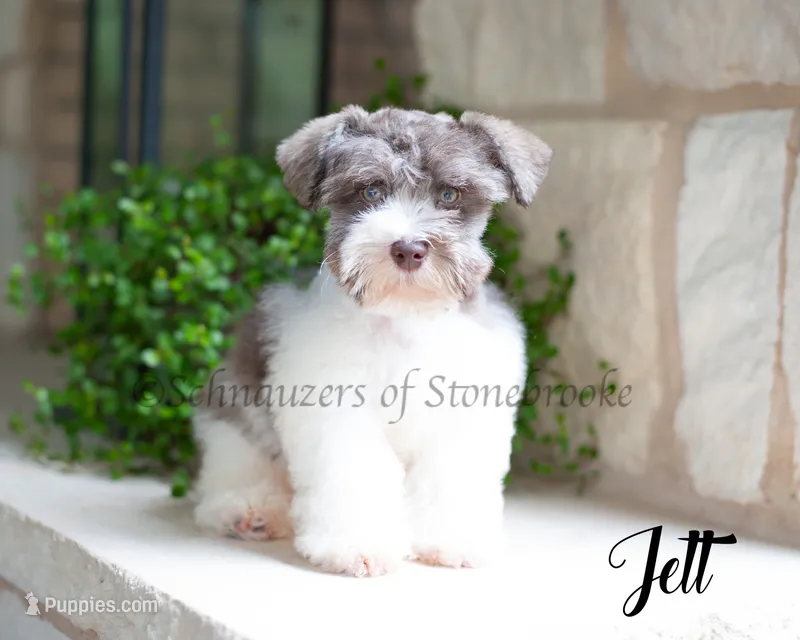 AKC Jett – Miniature Schnauzer puppy for sale in Abbeville, SC