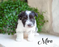 AKC Mira, a female Miniature Schnauzer for sale in Abbeville, SC – 2 of 2