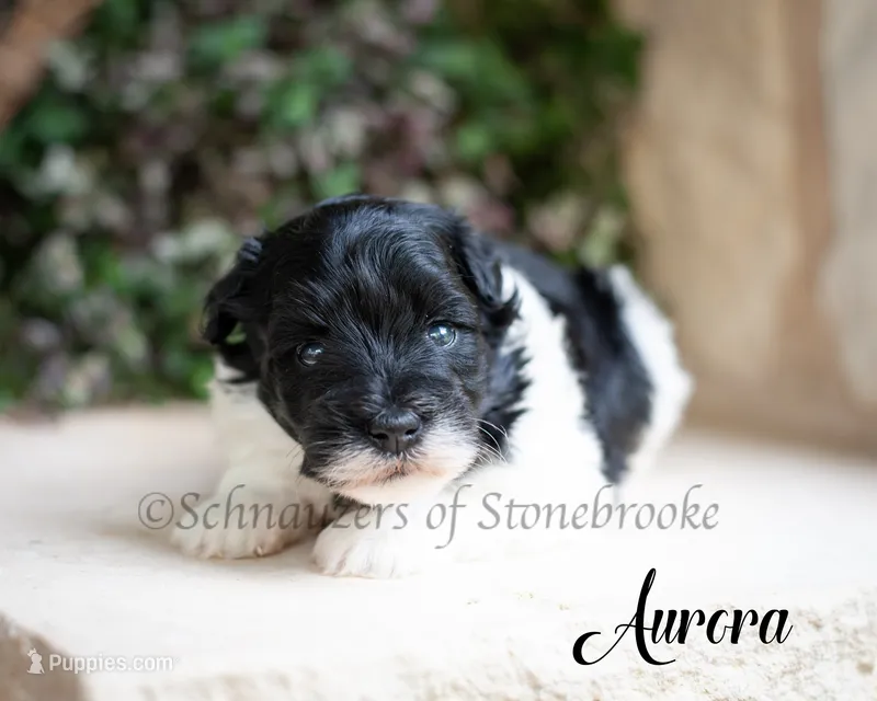 Aurora – Miniature Schnauzer puppy for sale in Abbeville, SC