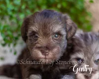 AKC Gentry, a male Miniature Schnauzer for sale in Abbeville, SC – Photo 2 of 2