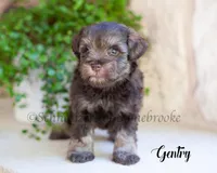 AKC Gentry, a male Miniature Schnauzer for sale in Abbeville, SC – Photo 1 of 2