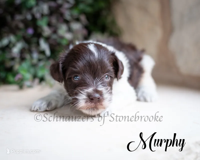Murphy – Miniature Schnauzer puppy for sale in Abbeville, SC