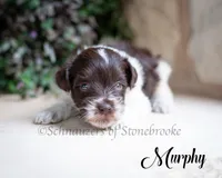 Murphy, a male Miniature Schnauzer for sale in Abbeville, SC – 1 of 1