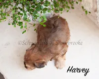 AKC Harvey, a male Miniature Schnauzer for sale in Abbeville, SC – Photo 3 of 5