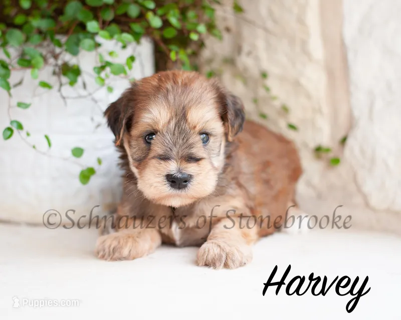 AKC Harvey – Miniature Schnauzer puppy for sale in Abbeville, SC