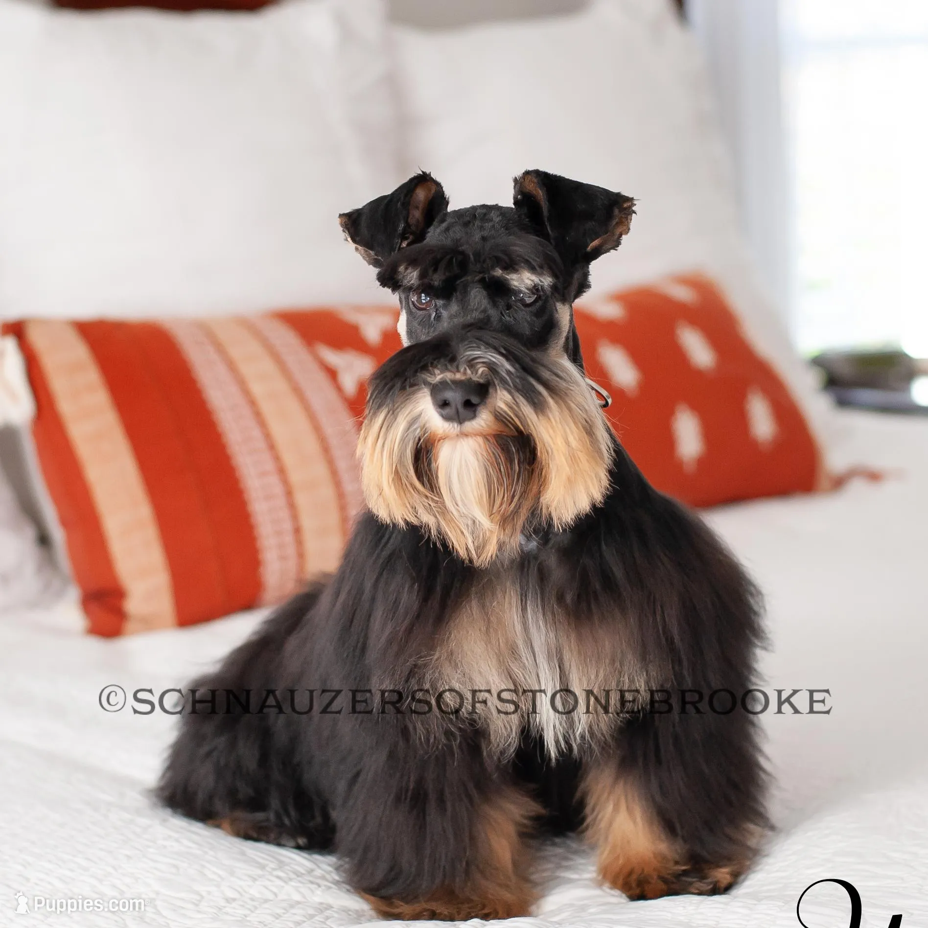 AKC Harvey, a male Miniature Schnauzer for sale in Abbeville, SC – Photo 5 of 5