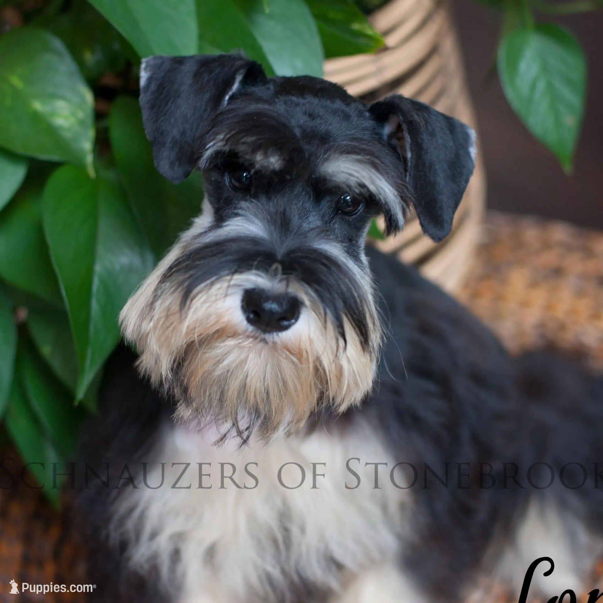 AKC Harvey, a male Miniature Schnauzer for sale in Abbeville, SC – Photo 4 of 5