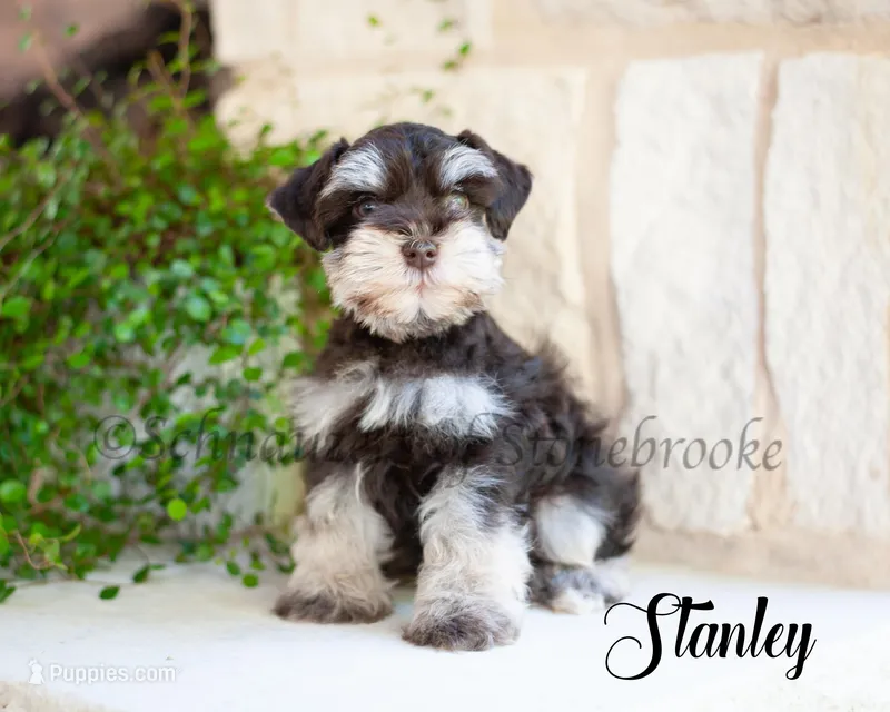Stanley AKC – Miniature Schnauzer puppy for sale in Abbeville, SC